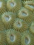 pic for Hard coral polyps taveuni fiji